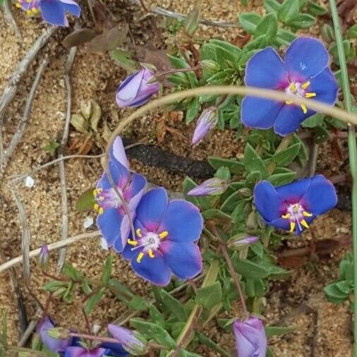 Lysimachia monelli Kvet