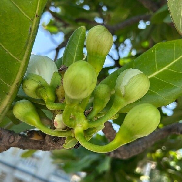 Barringtonia asiatica Λουλούδι