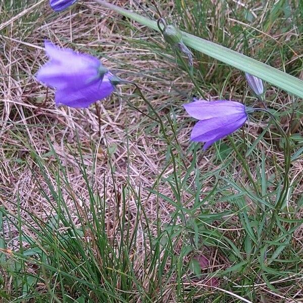 Campanula rotundifolia 花