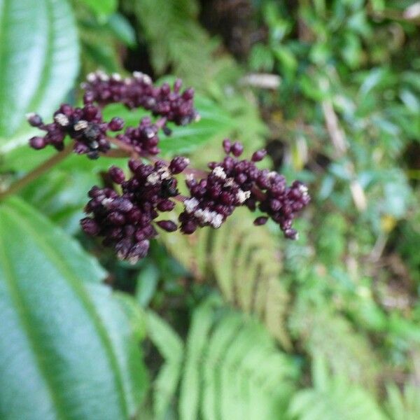 Pilea umbellata പുഷ്പം