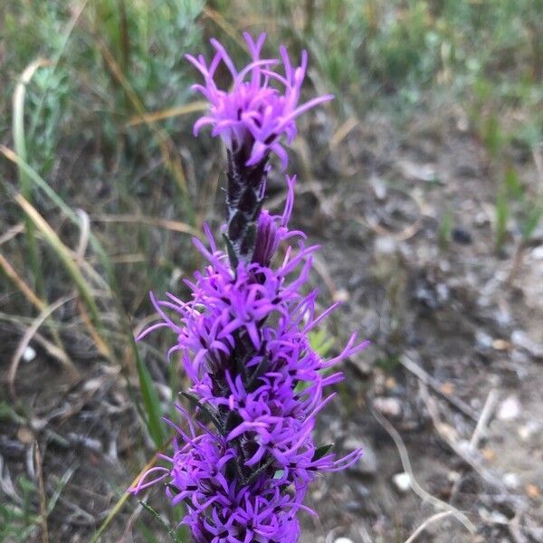 Liatris punctata Кветка