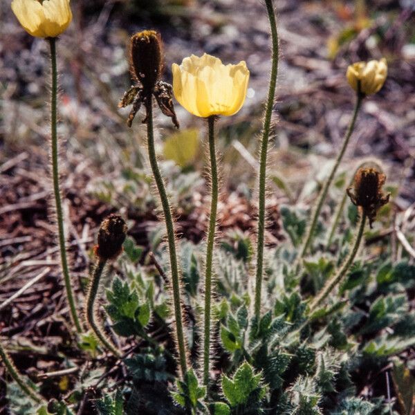 Papaver radicatum Агульны выгляд