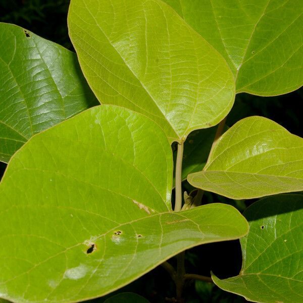 Gmelina arborea Blad