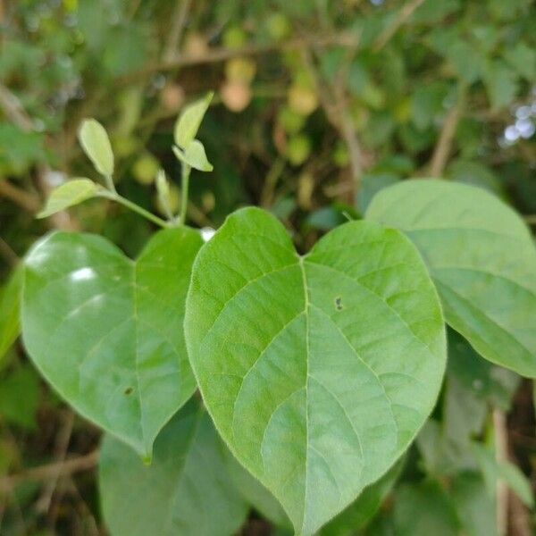 Physalis peruviana 葉