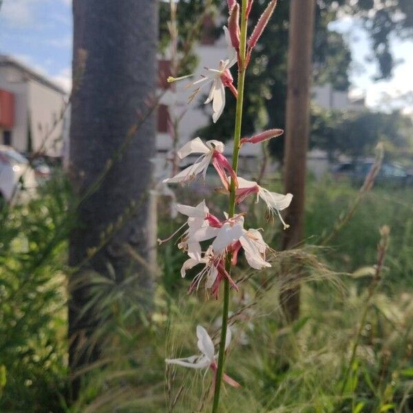 Oenothera gaura फूल