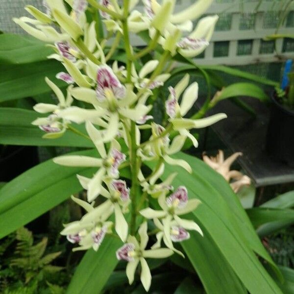 Prosthechea fragrans 花