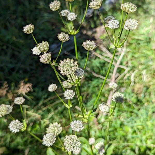 Astrantia major Blodyn