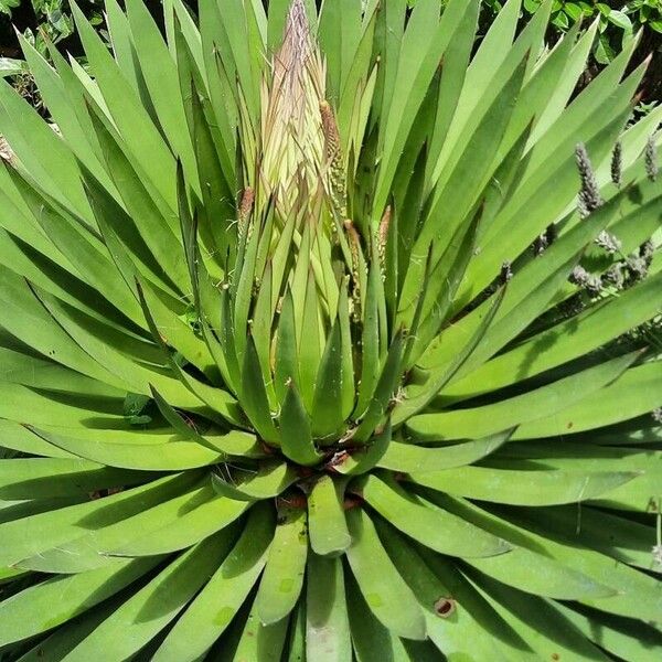 Agave filifera Хабит