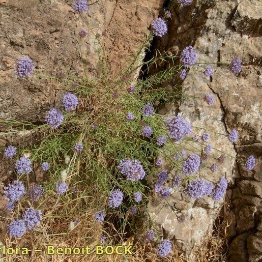 Feeria angustifolia