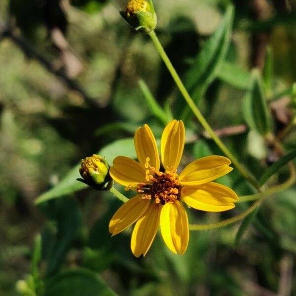 Aspilia mossambicensis Flower