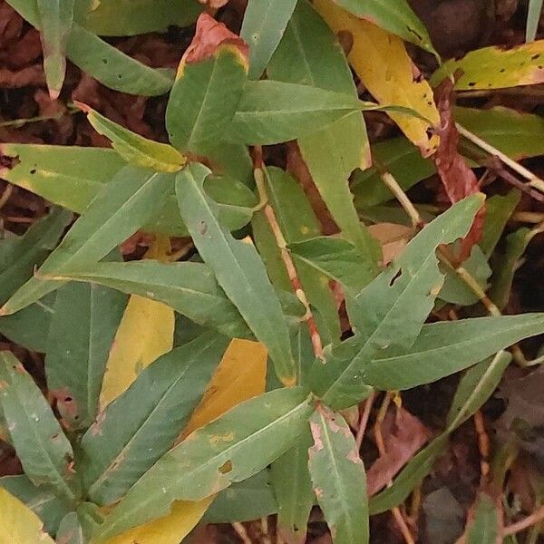 Persicaria amphibia Kaarna