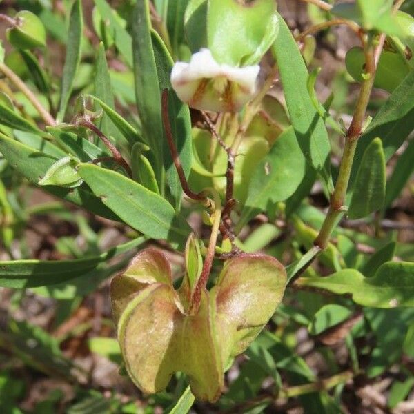 Trichodesma marsabiticum Kita