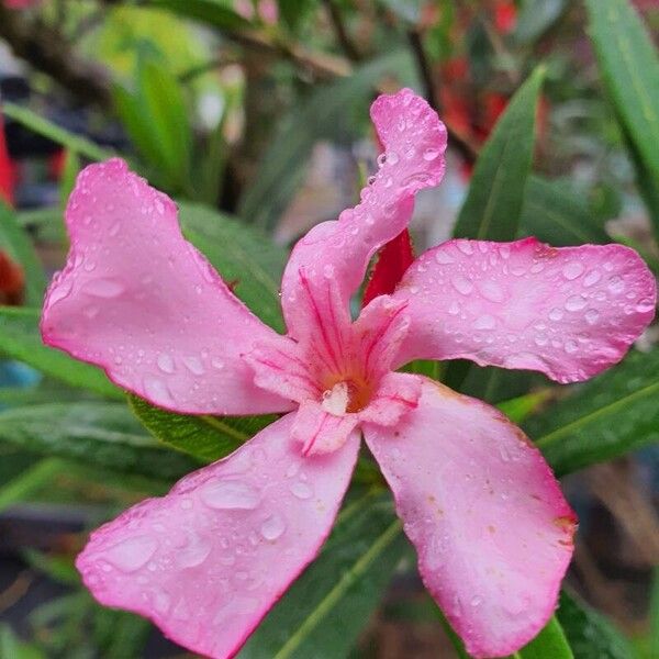 Nerium oleander Flower