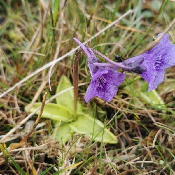 Pinguicula grandiflora Floro