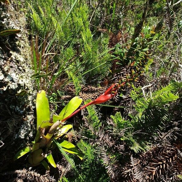 Aechmea nudicaulis Blomst