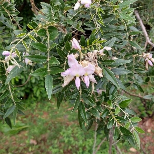 Mundulea sericea Blomma