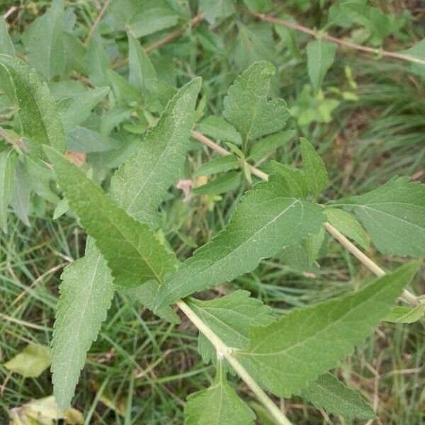 Eupatorium perfoliatum Hoja