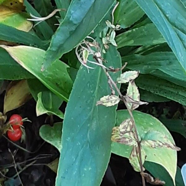 Digitalis lutea পাতা