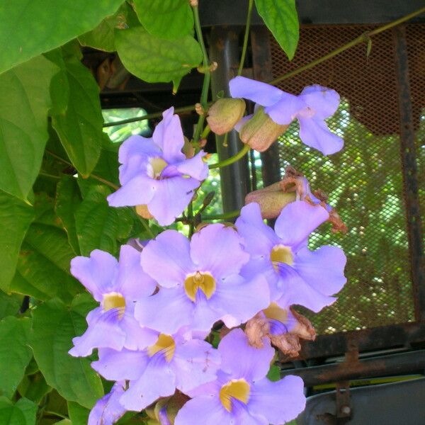 Thunbergia grandiflora 花