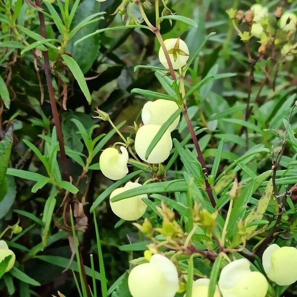 Calceolaria tripartita Flower