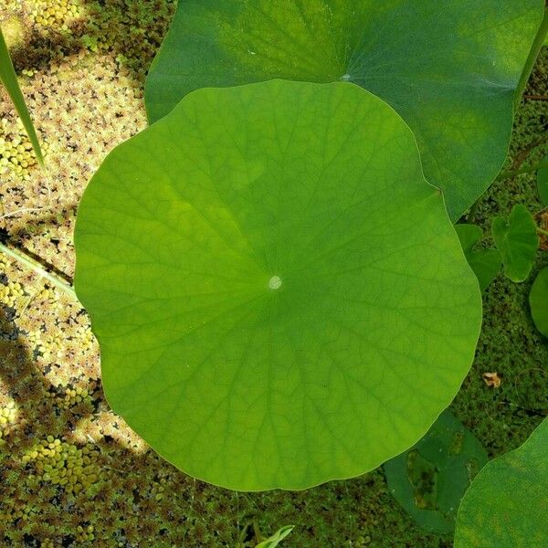 Nelumbo nucifera ᱥᱟᱠᱟᱢ