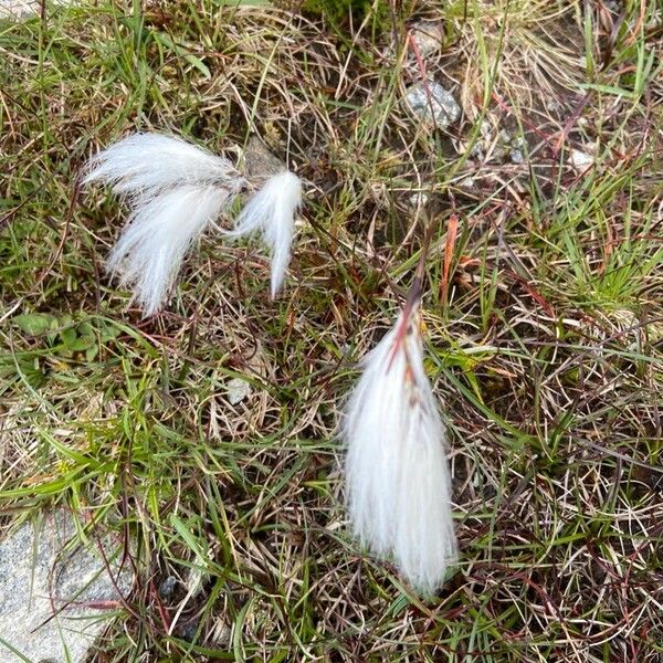 Eriophorum angustifolium Flors