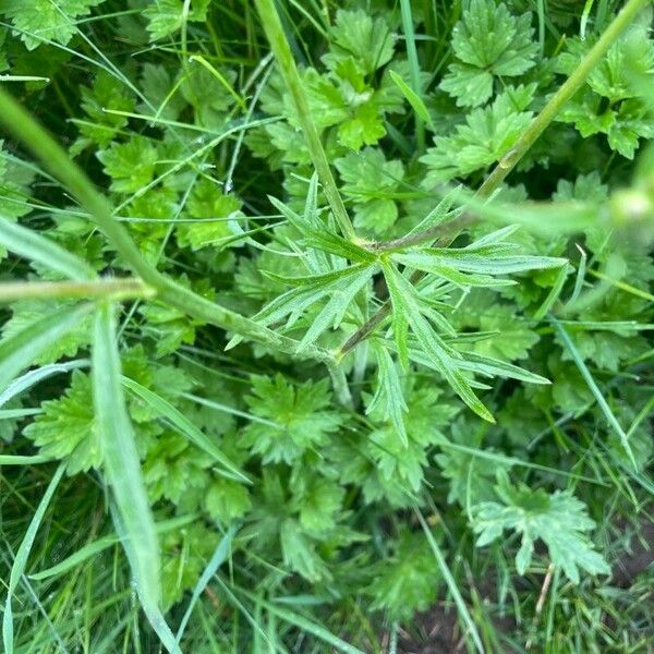 Ranunculus acris Blatt