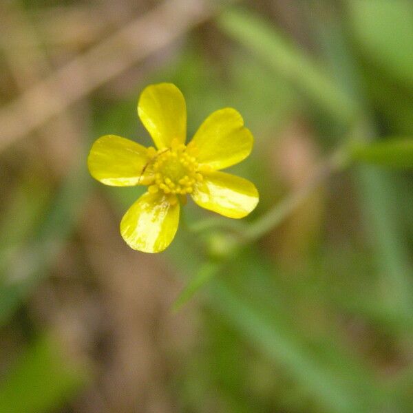 Ranunculus flammula Цветок