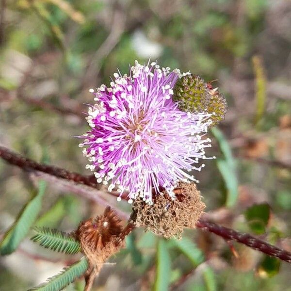 Mimosa pigra Floare