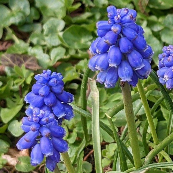 Muscari armeniacum Blomst