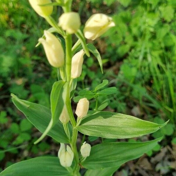 Cephalanthera damasonium Flower