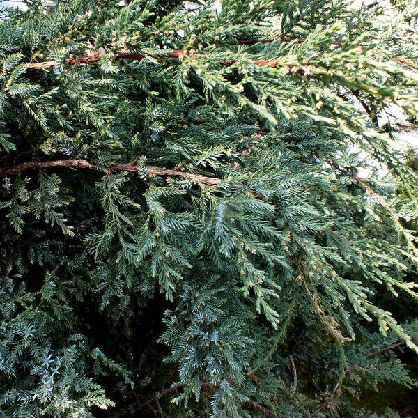 Juniperus recurva Ліст