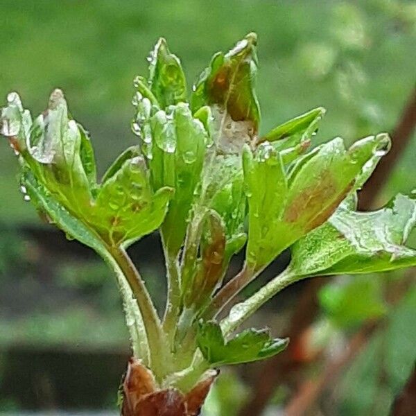 Ribes aureum Blatt