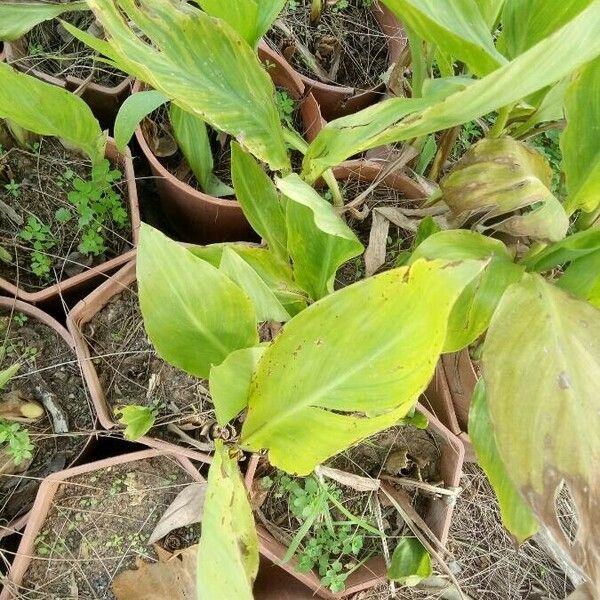 Canna glauca Leaf