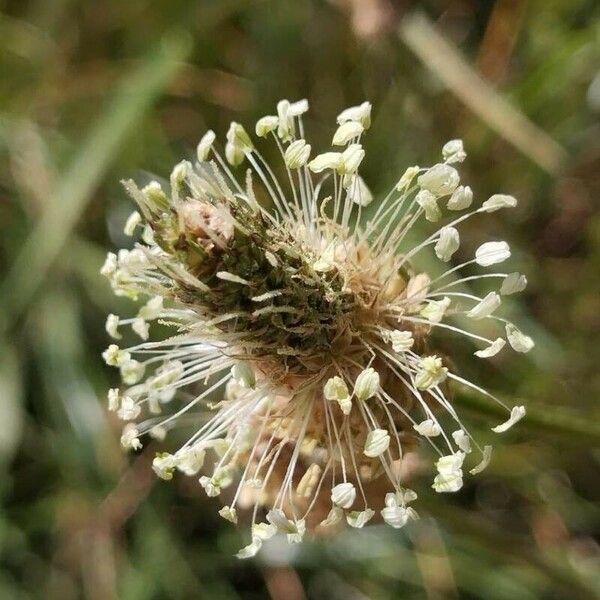 Plantago argentea Flower