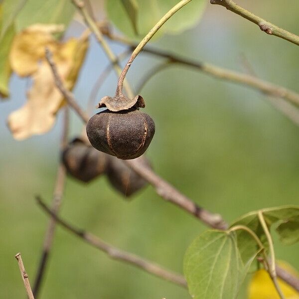 Thespesia populnea Frucht