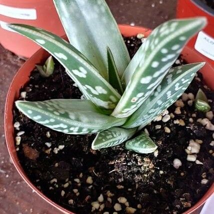 Aloe variegata Φύλλο