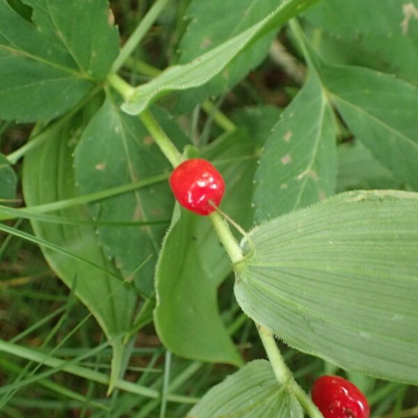 Streptopus lanceolatus Fruit