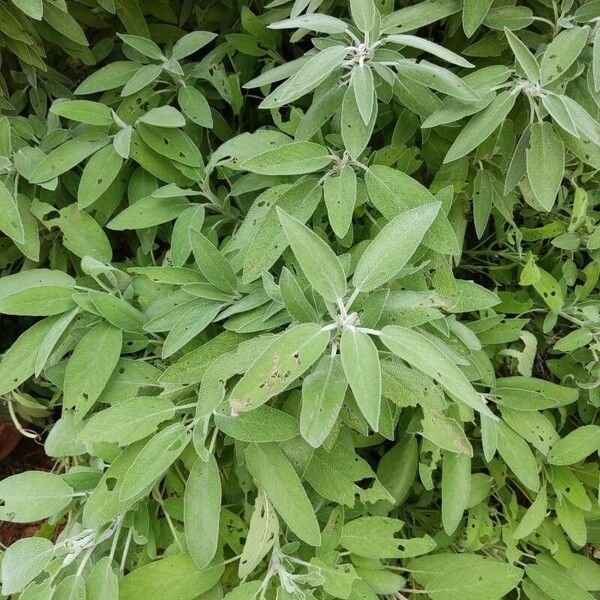 Salvia fruticosa Leaf