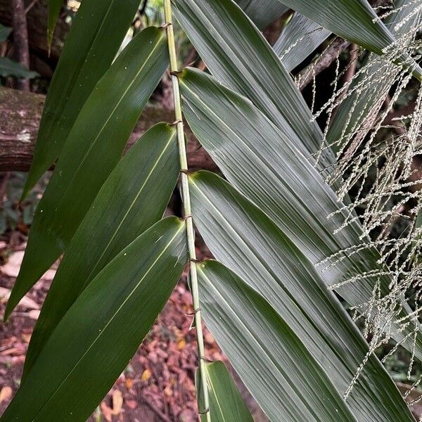 Thysanolaena latifolia Blatt