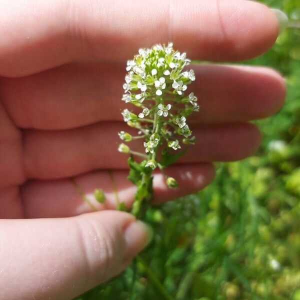 Lepidium campestre Цвят