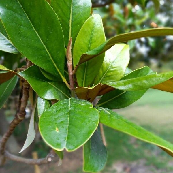 Magnolia grandiflora Folla