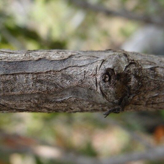Pyrostria orbicularis Bark