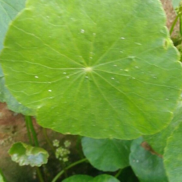 Hydrocotyle bonariensis Yaprak