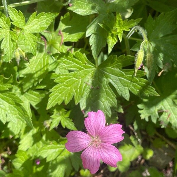 Geranium endressii Leaf