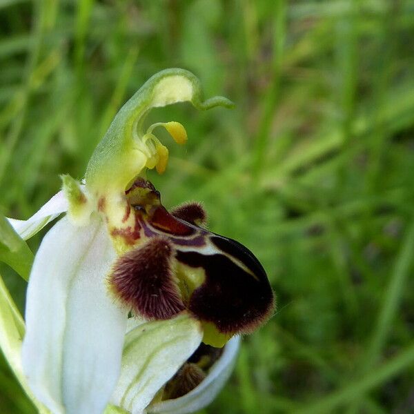 Ophrys apifera Λουλούδι