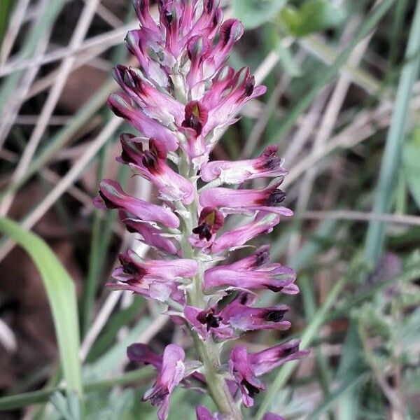 Fumaria officinalis Flower