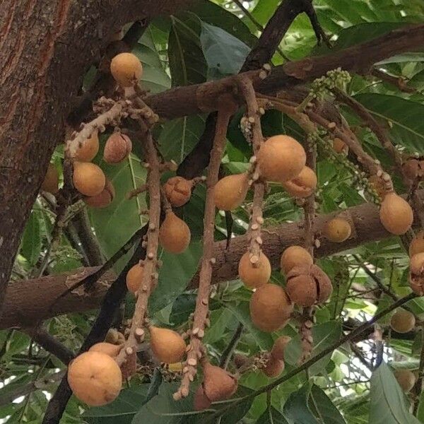 Guarea guidonia Frukt