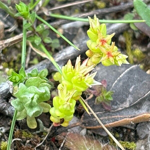 Sedum cespitosum പുഷ്പം