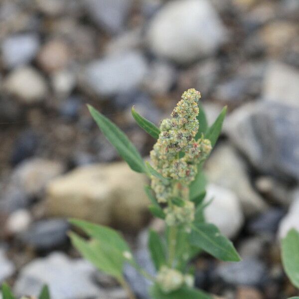 Chenopodium berlandieri Flor